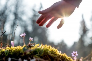 Hand of a man above a mossy rock with new delicate blue flower back lit by the sun. Concept of human caring and protecting for nature.